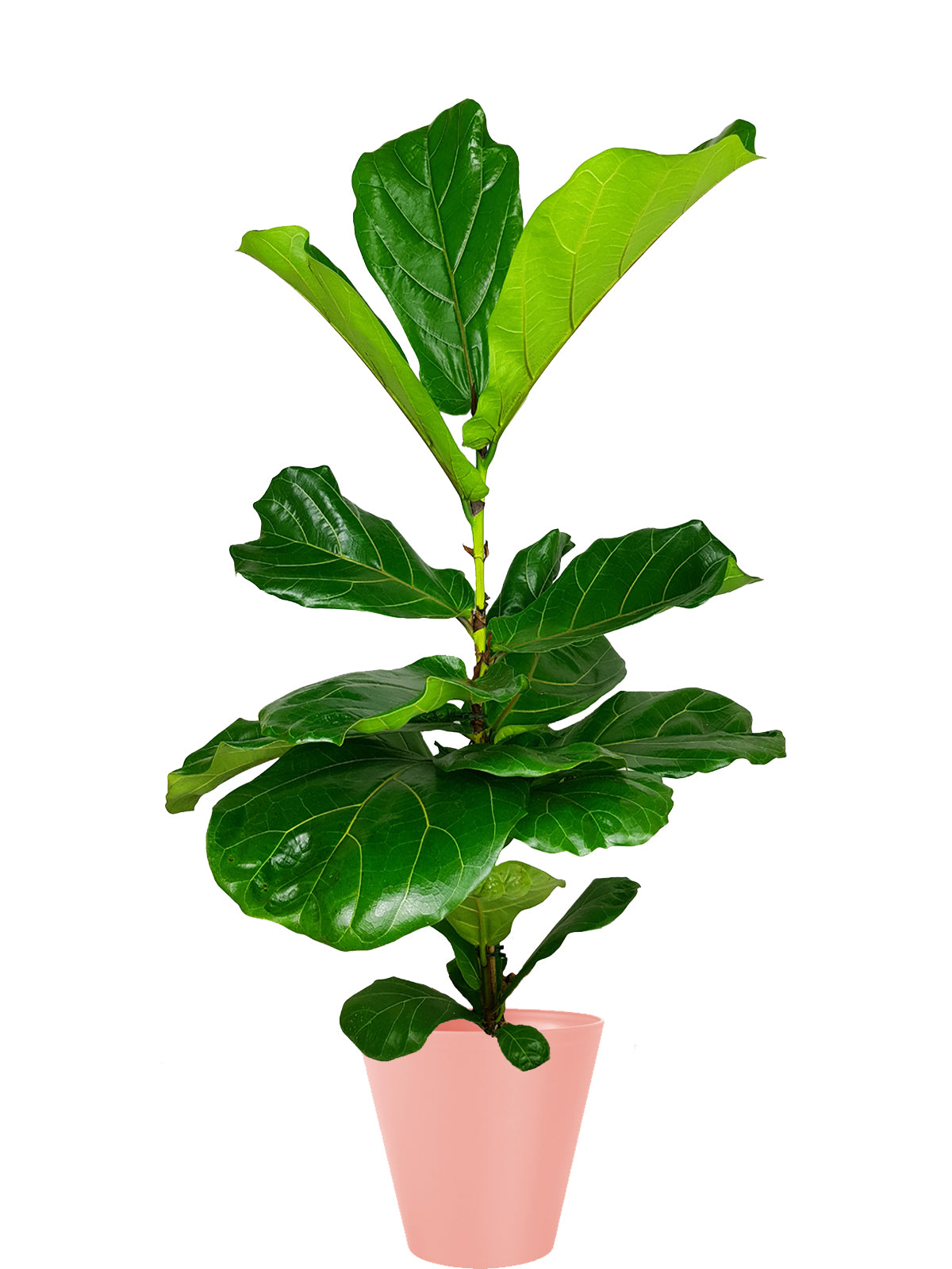 Ficus Lyrata extra