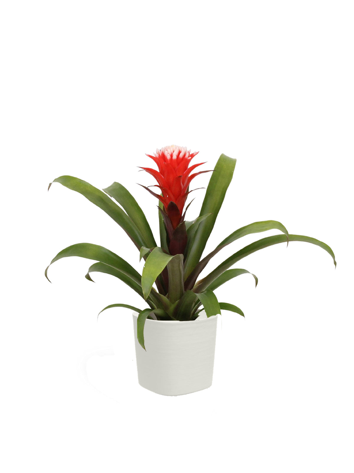 Guzmania