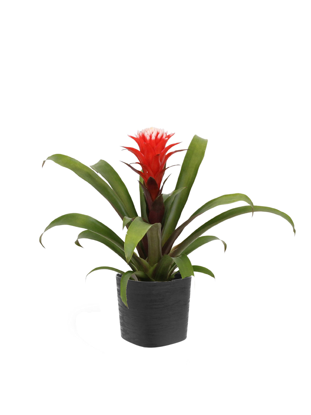 Guzmania