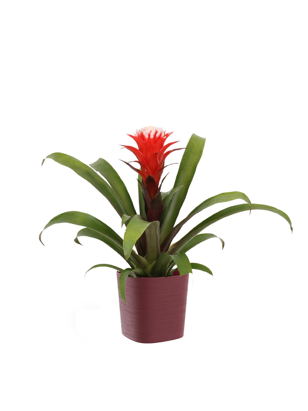 Guzmania