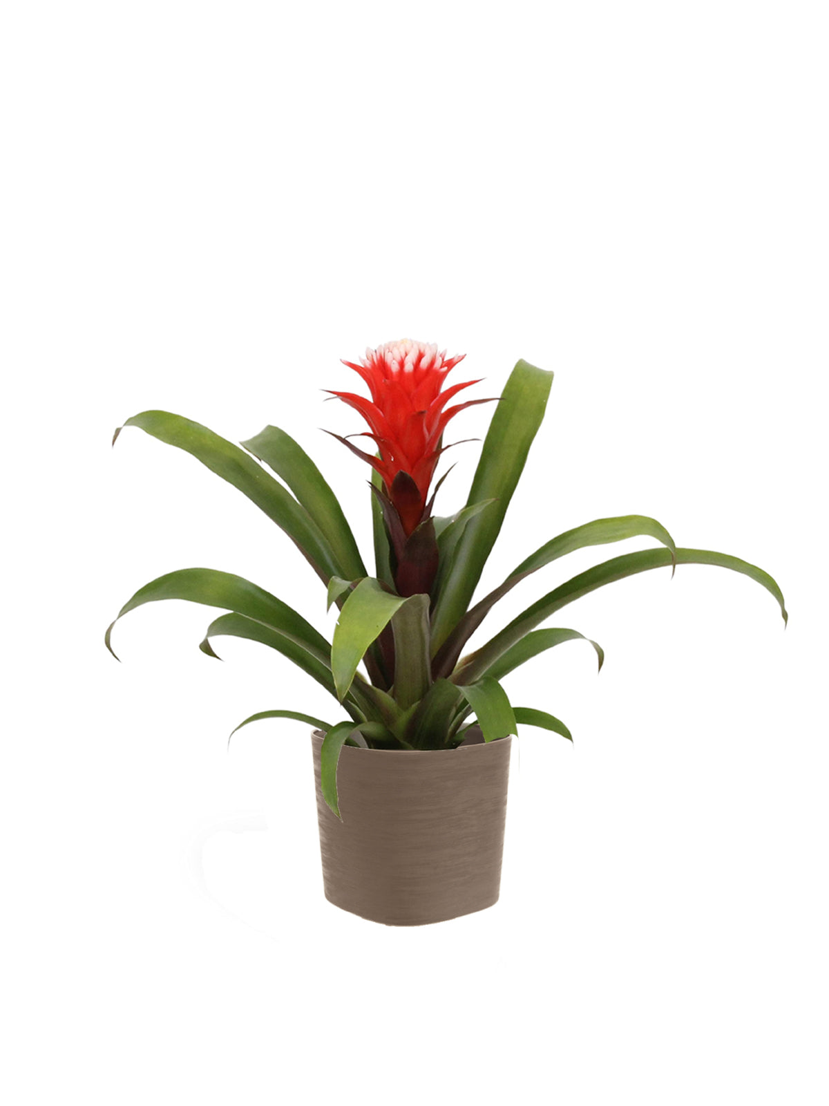 Guzmania