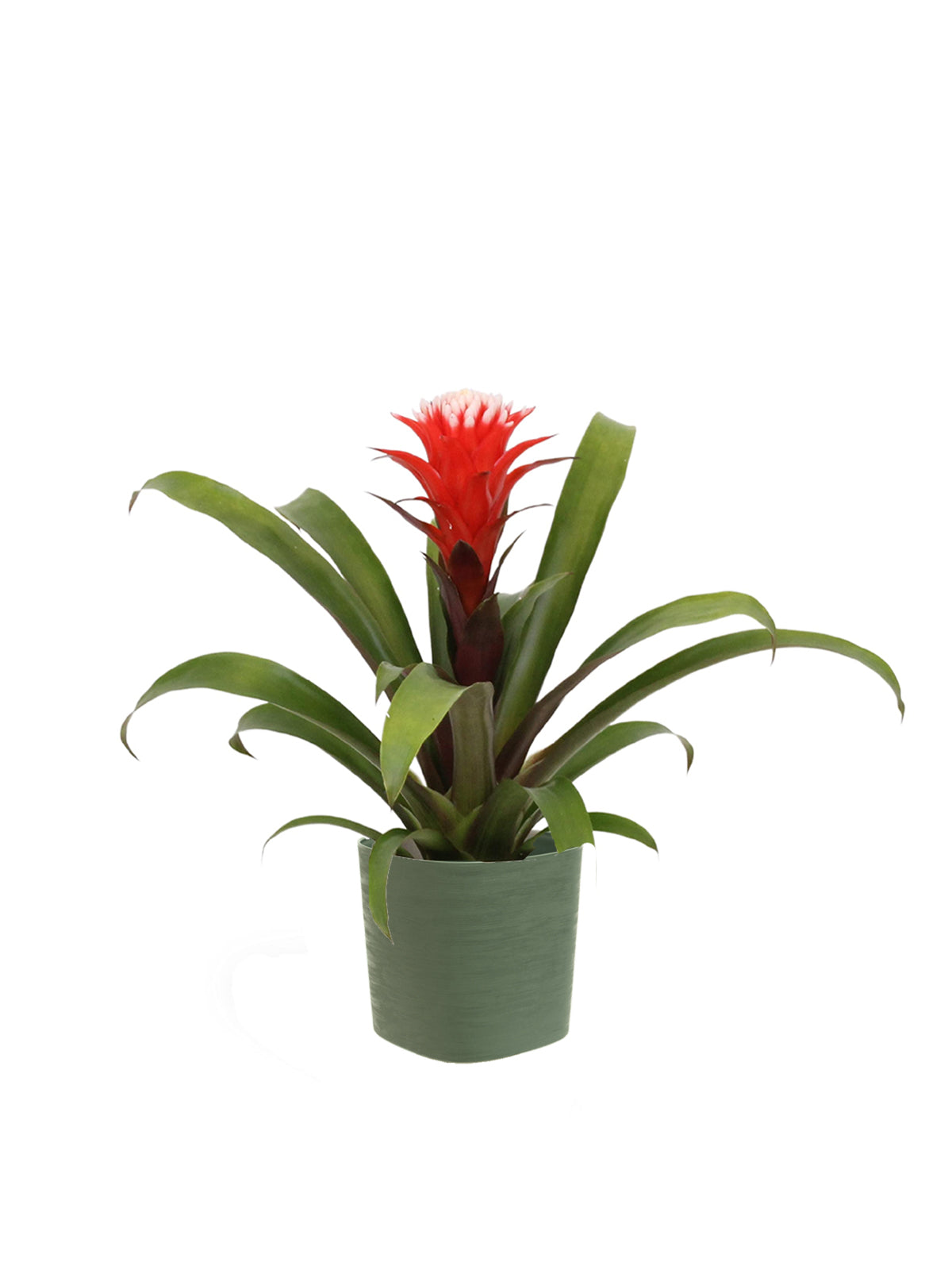 Guzmania