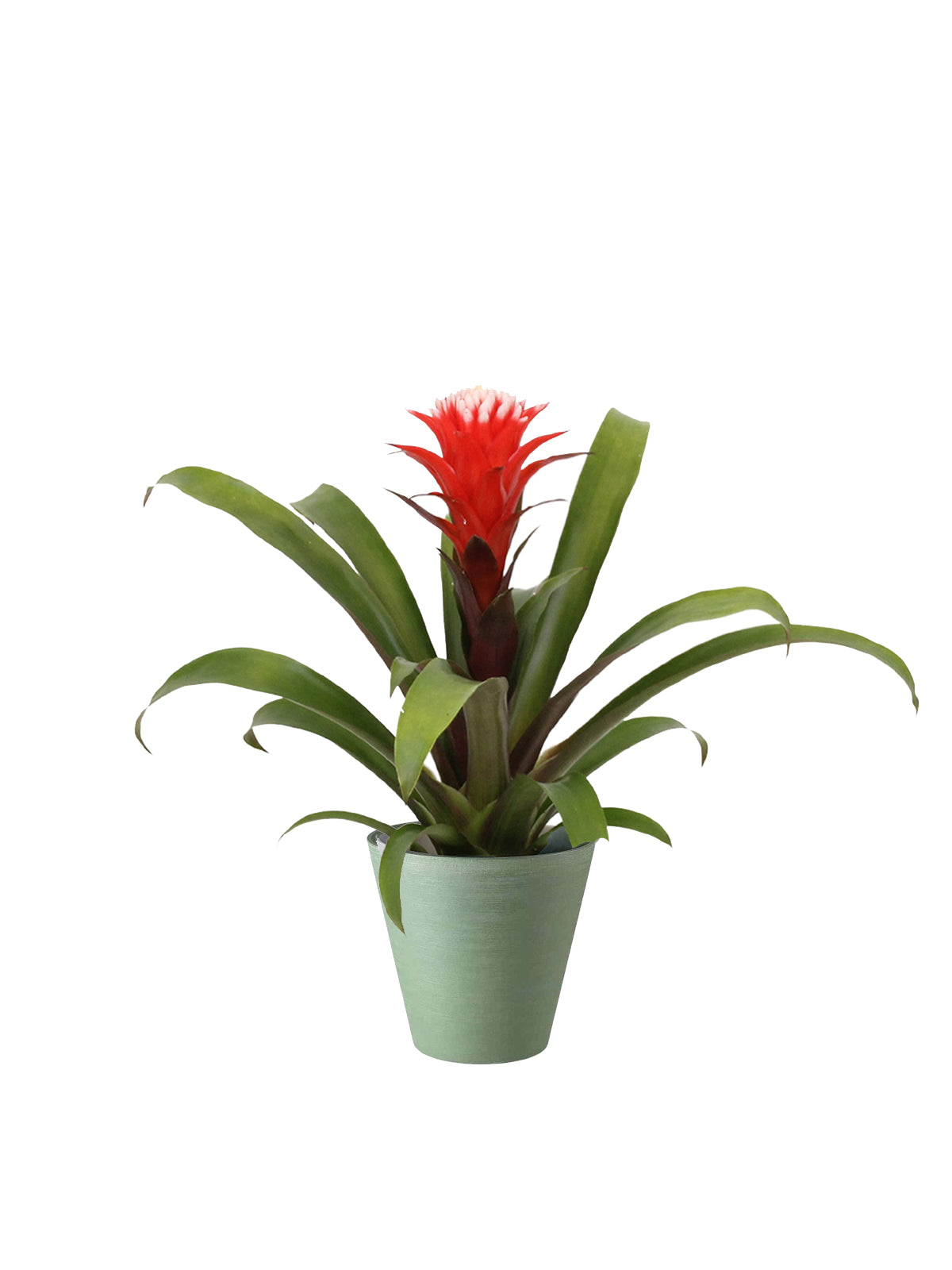 Guzmania
