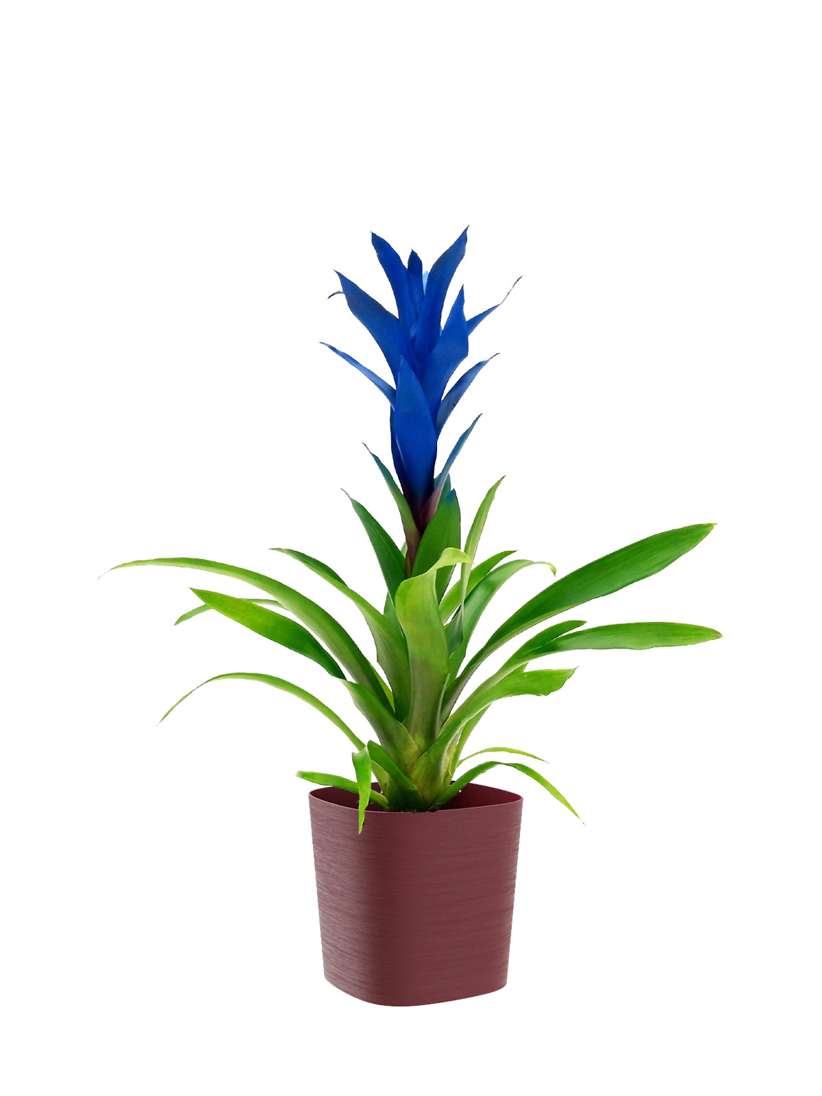 Guzmania blu grande