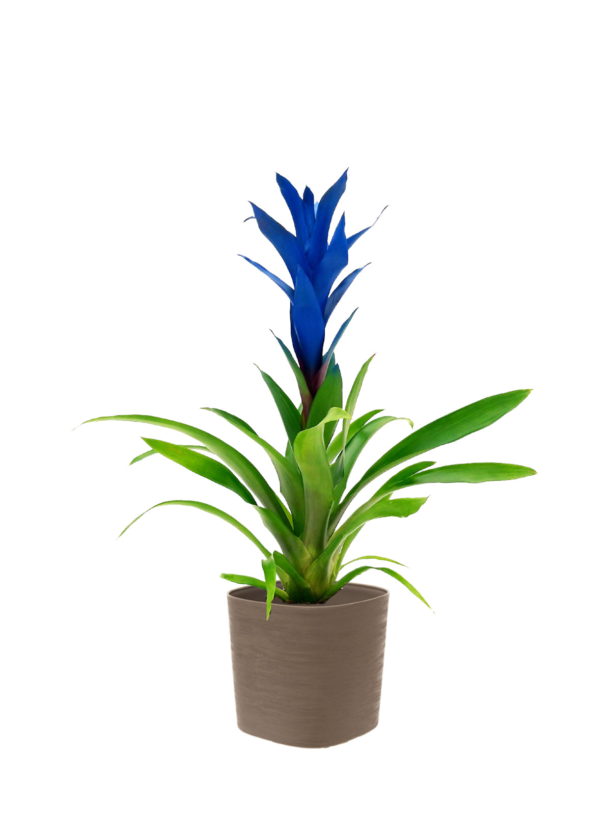 Guzmania blu grande
