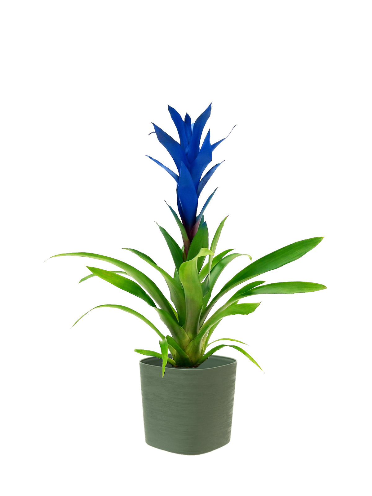 Guzmania blu grande