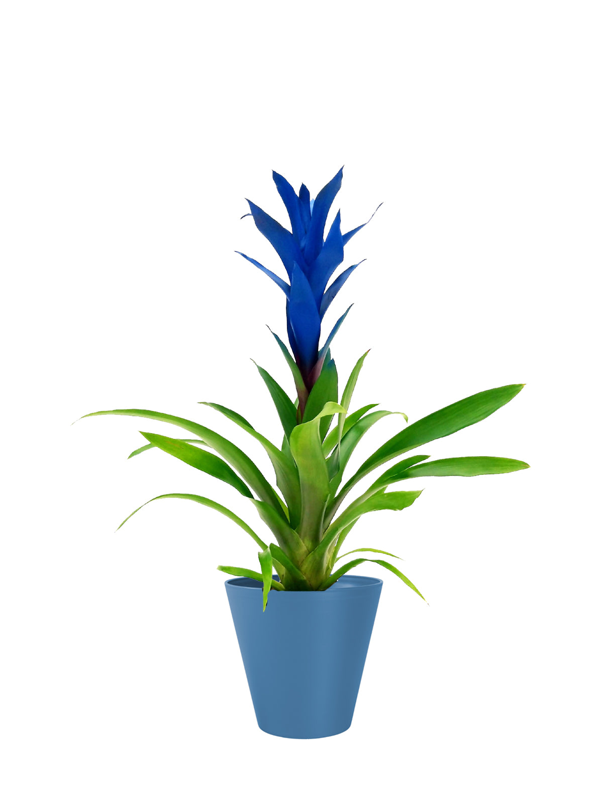 Guzmania blu grande