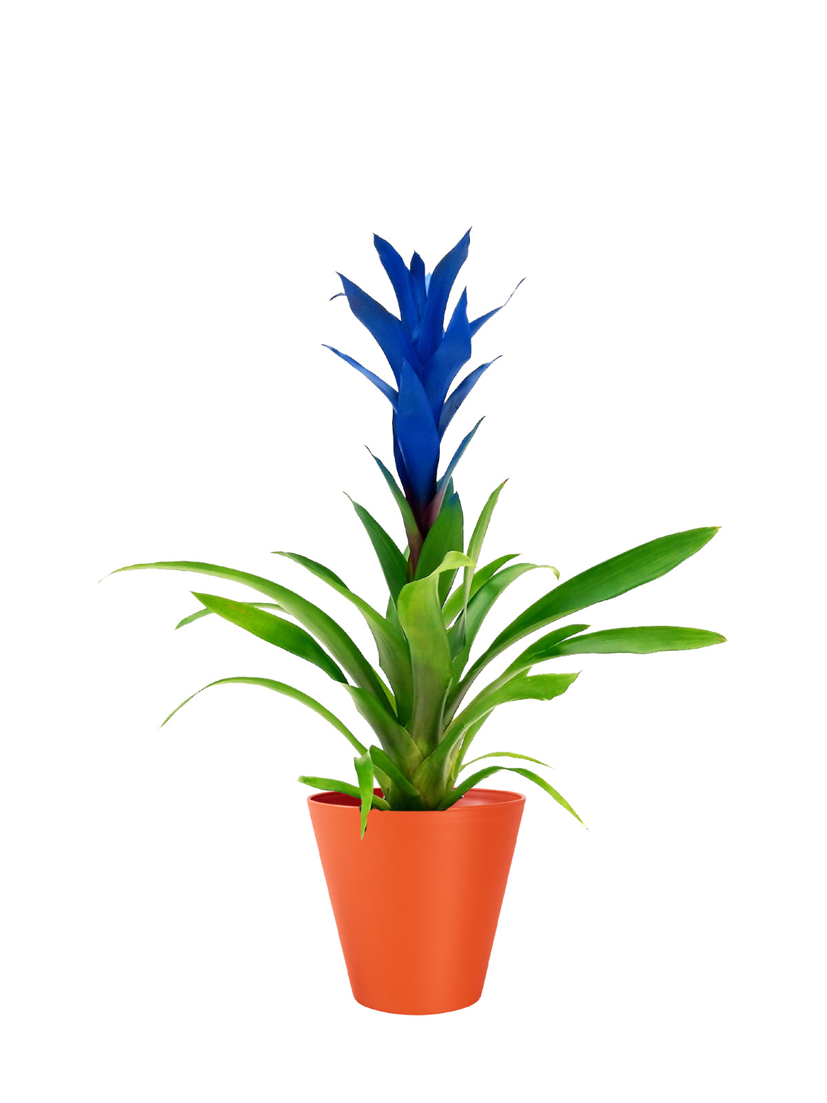 Guzmania blu grande