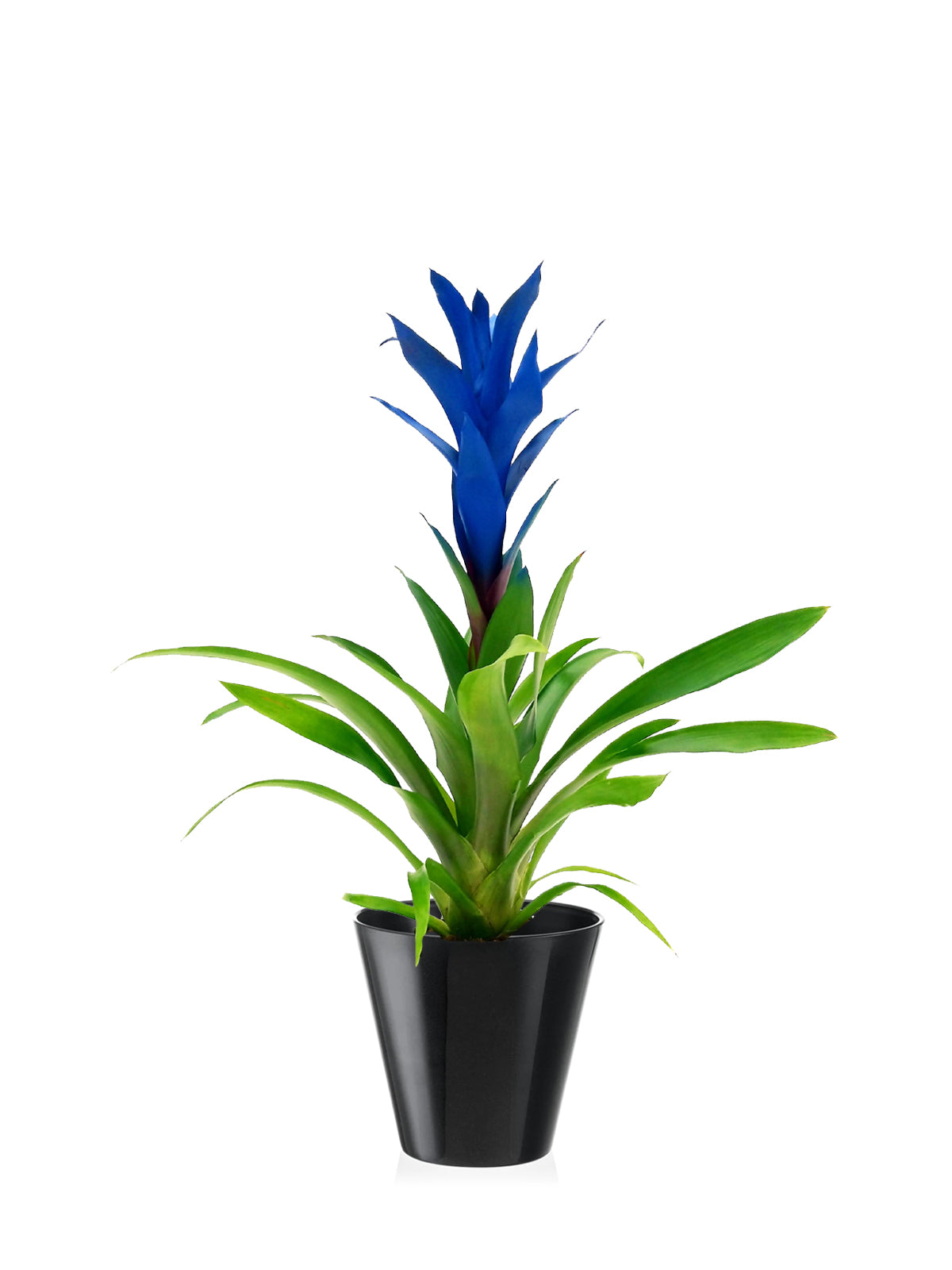 Guzmania blu grande