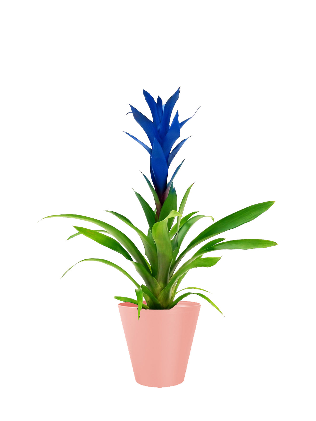 Guzmania blu grande