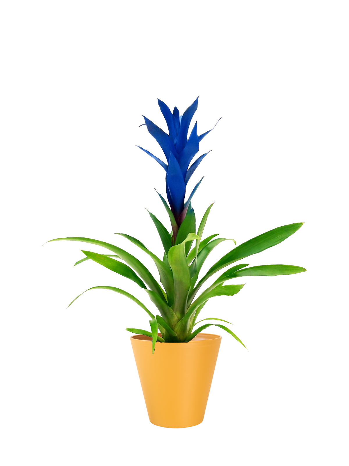 Guzmania blu grande
