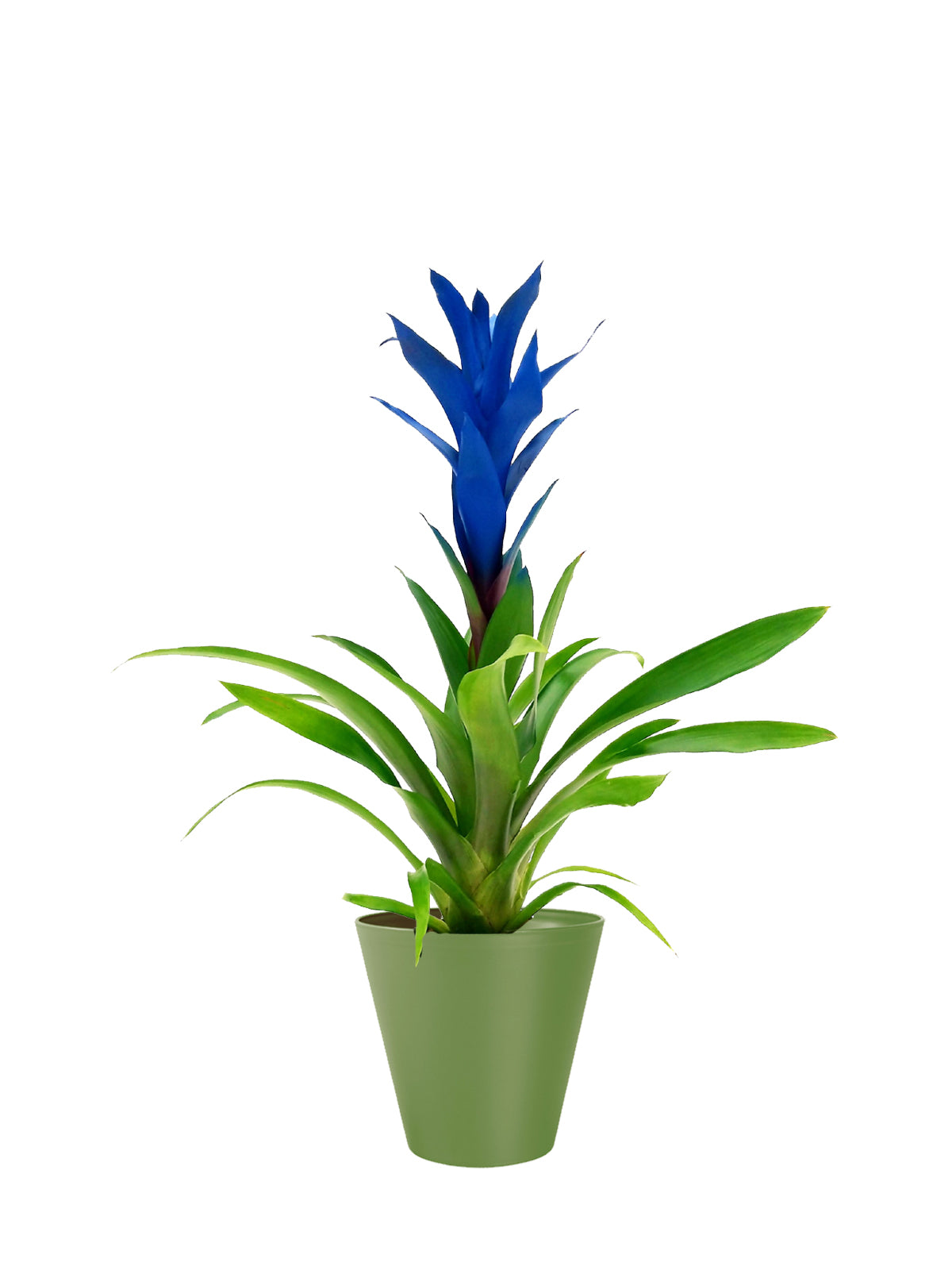Guzmania blu grande
