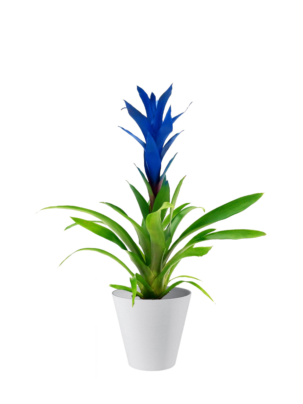 Guzmania blu grande