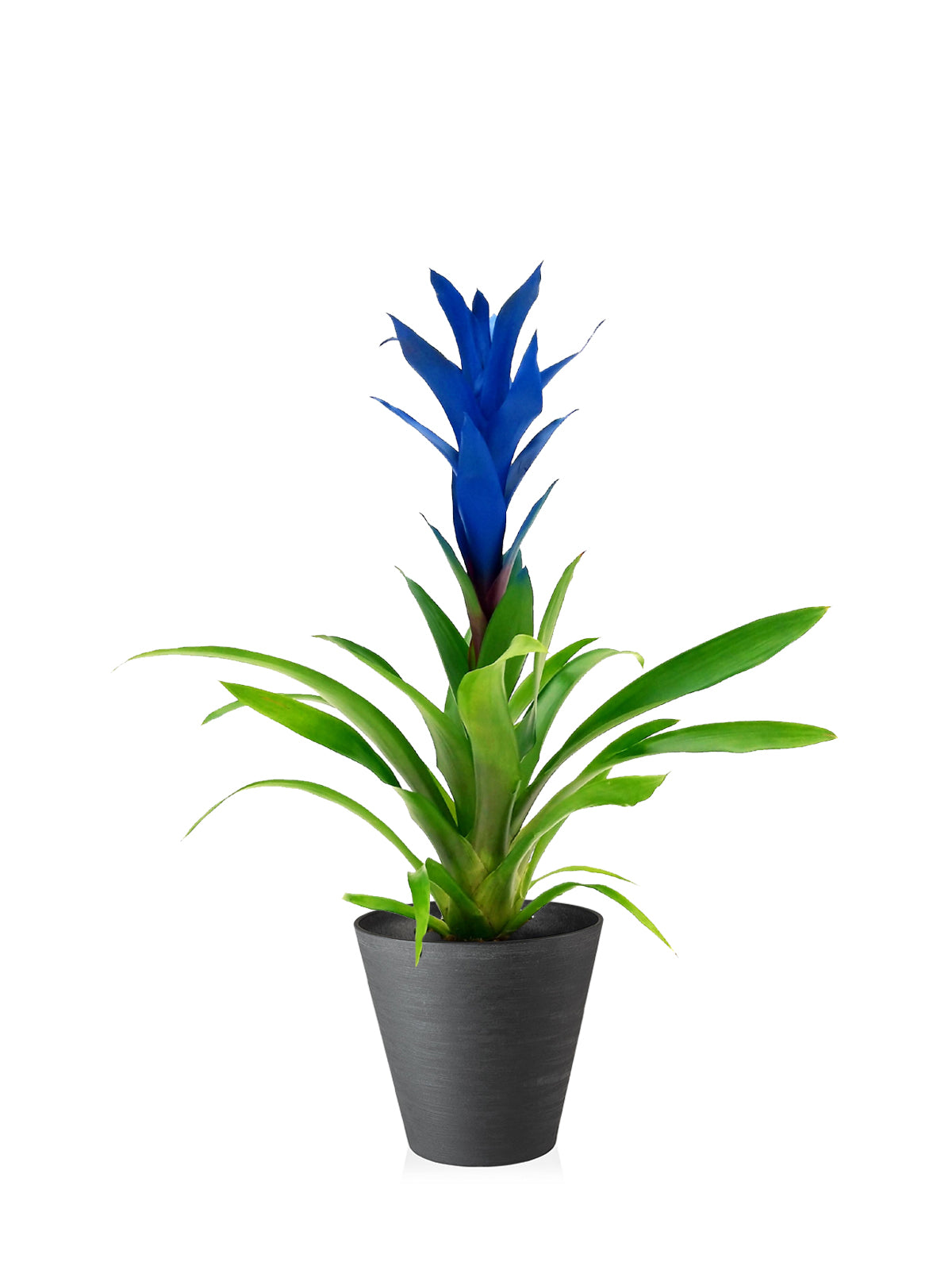 Guzmania blu grande