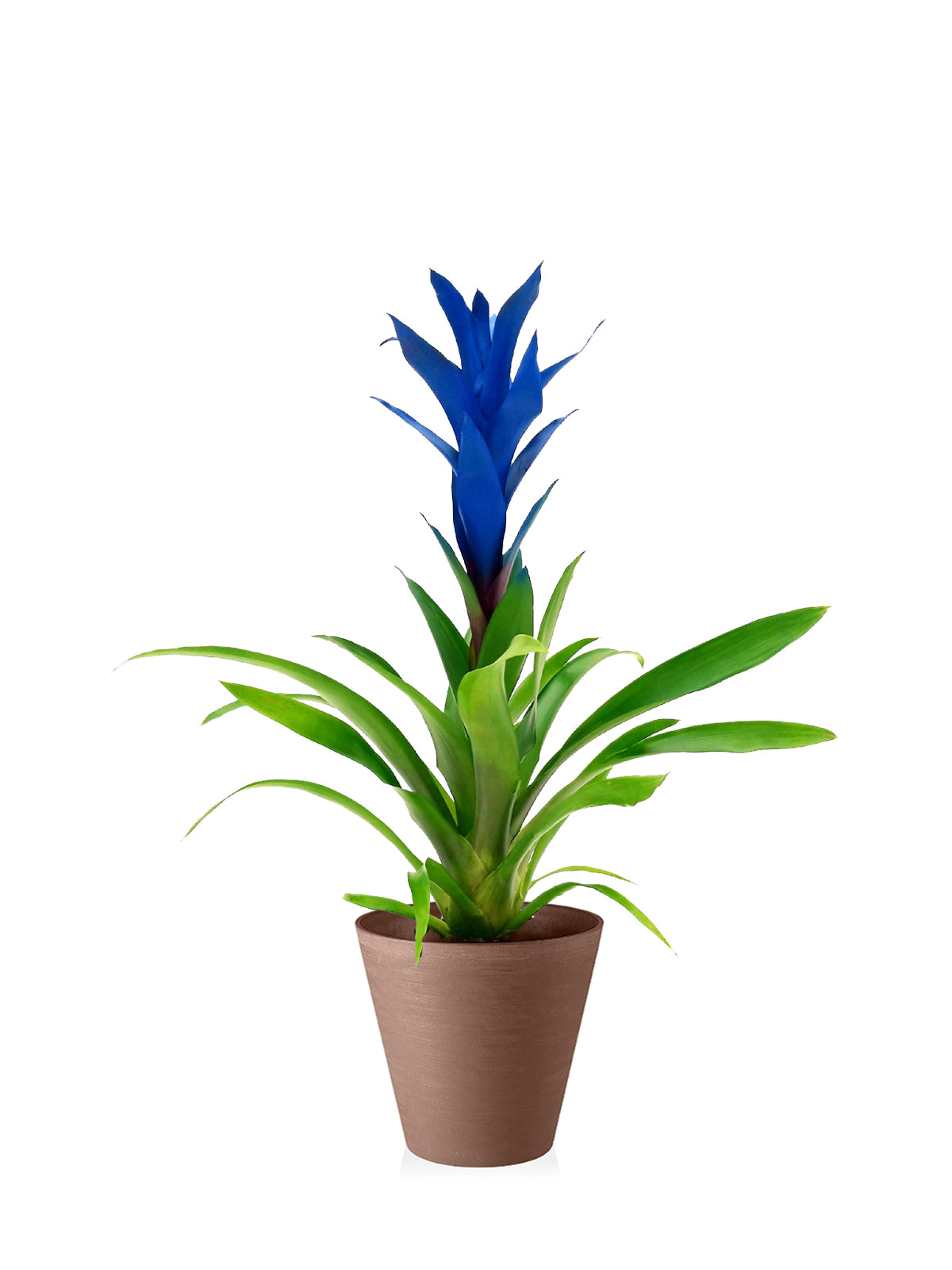 Guzmania blu grande