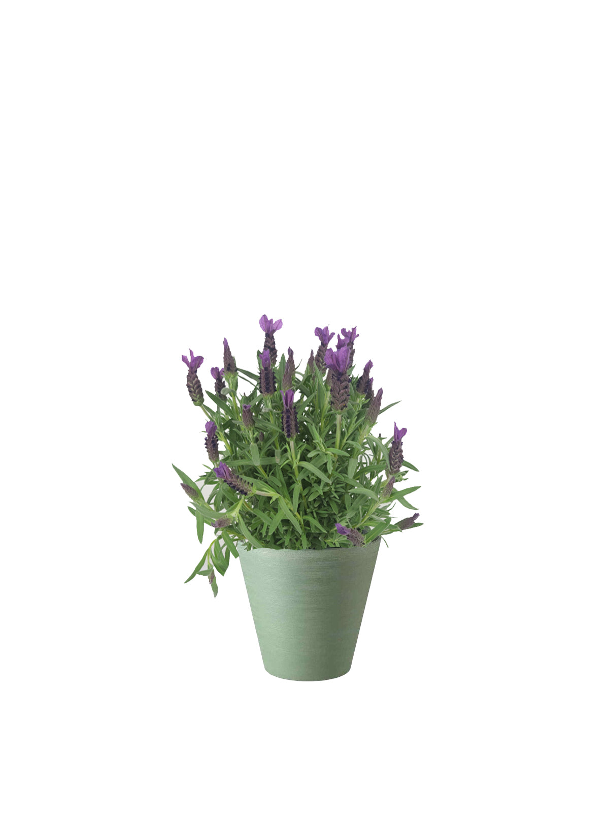 Lavanda