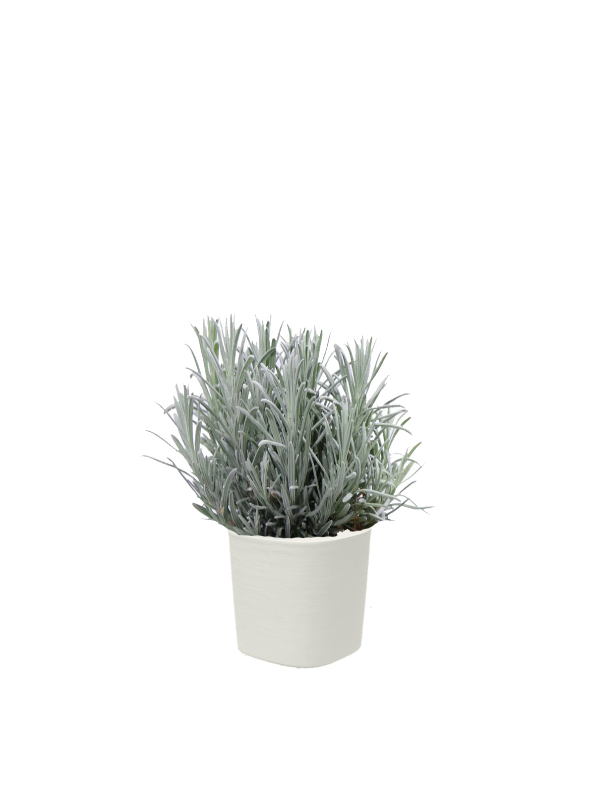 Lavanda