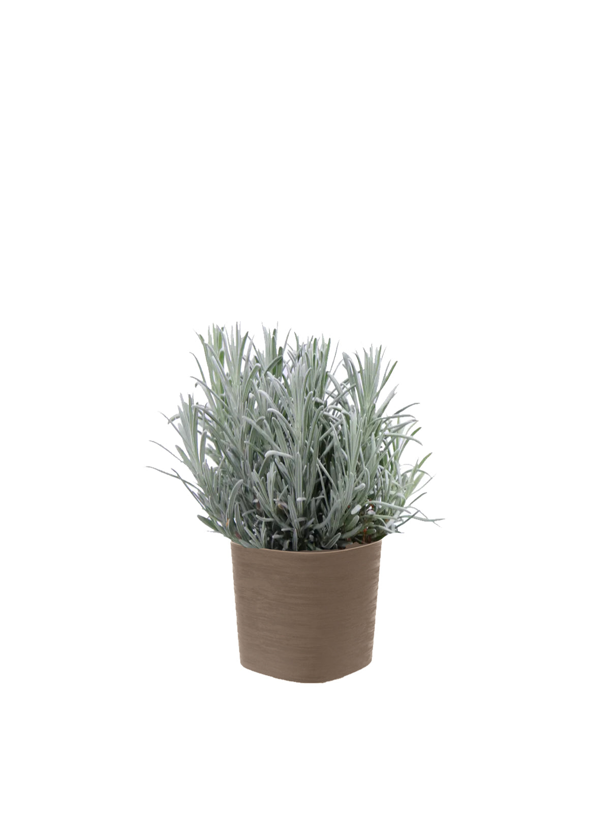 Lavanda