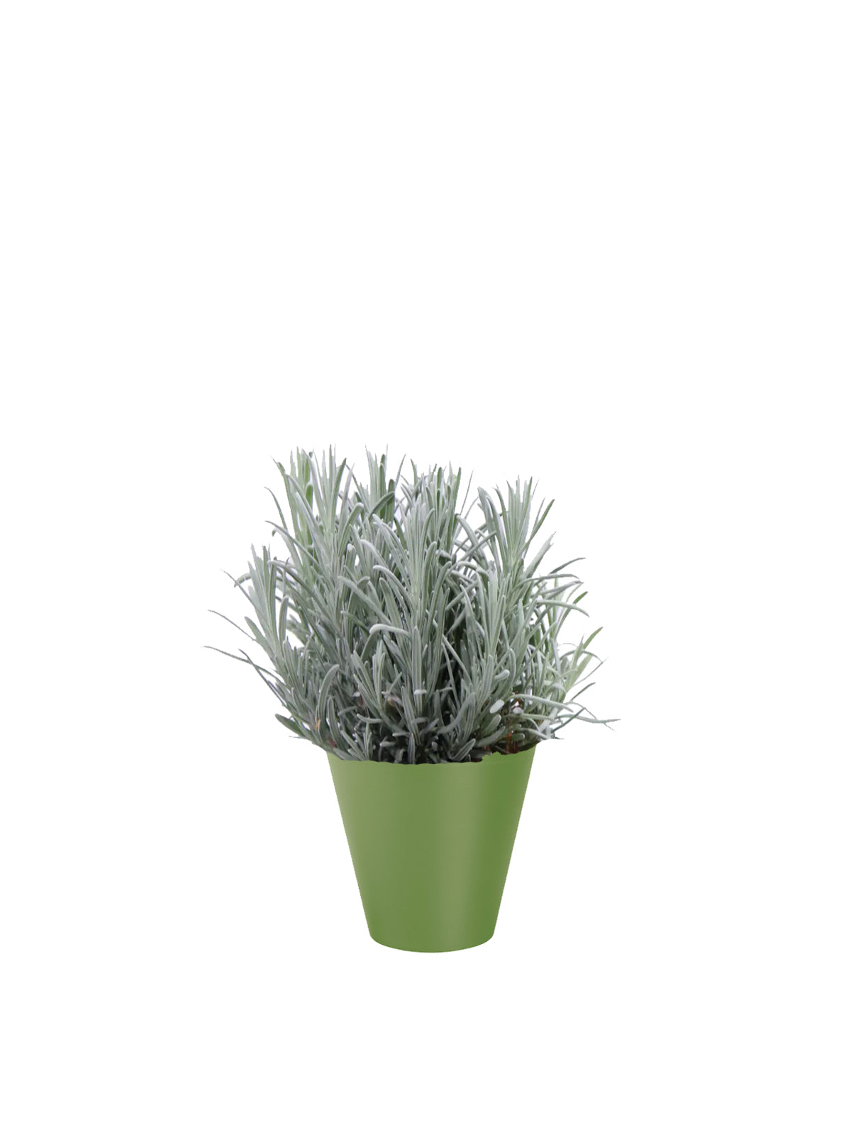 Lavanda