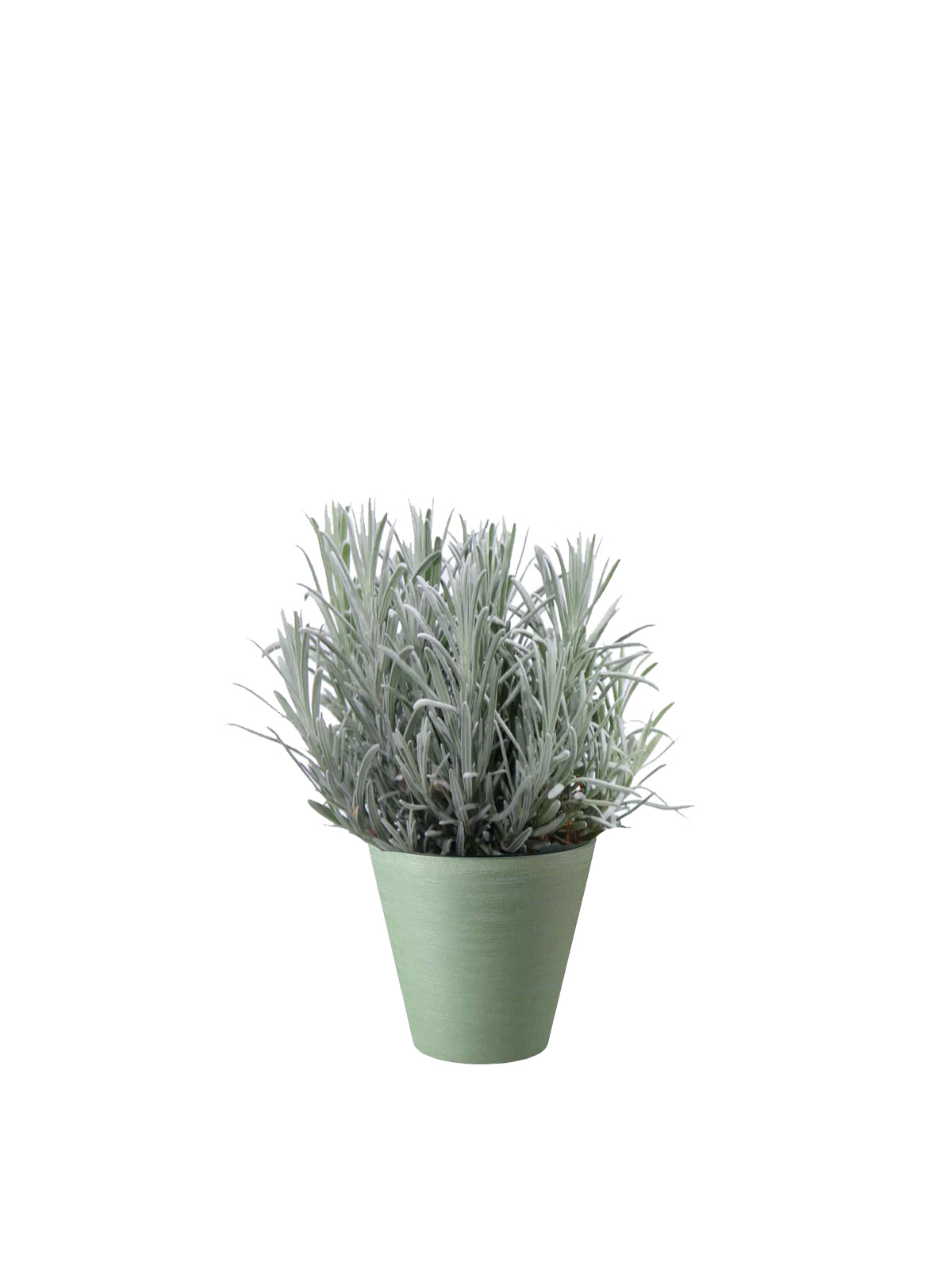 Lavanda