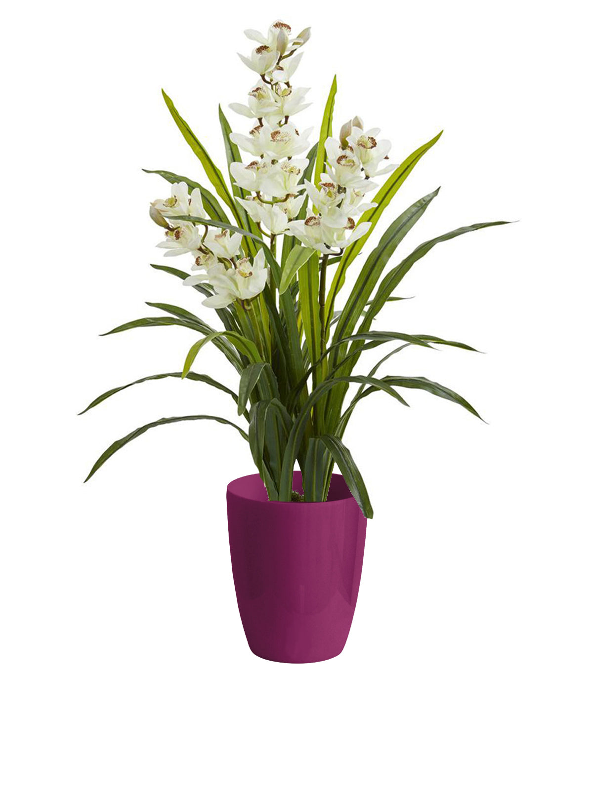 Orchidea Cymbidium grande