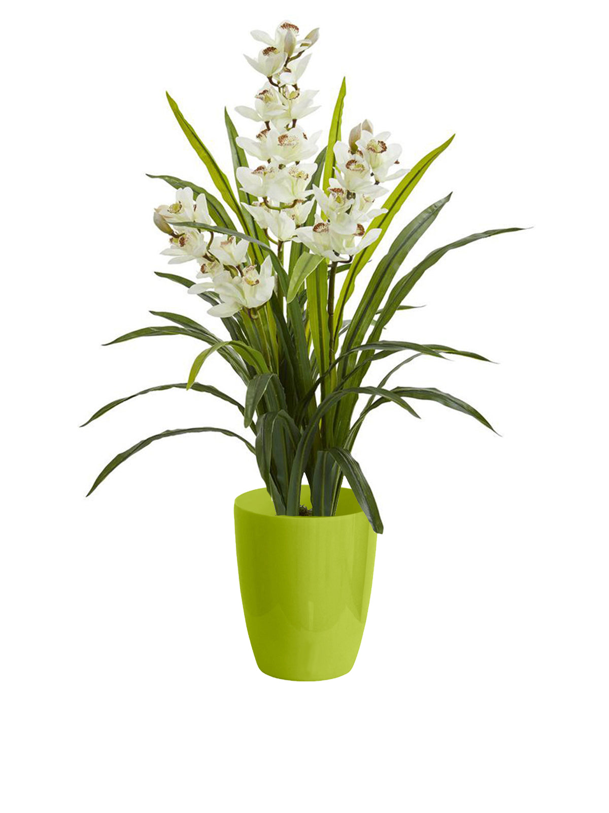 Orchidea Cymbidium grande