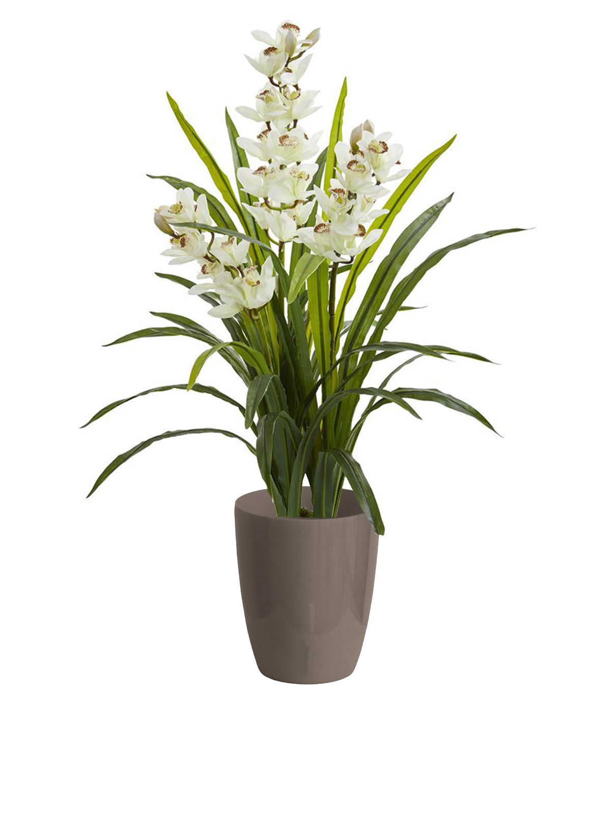 Orchidea Cymbidium grande