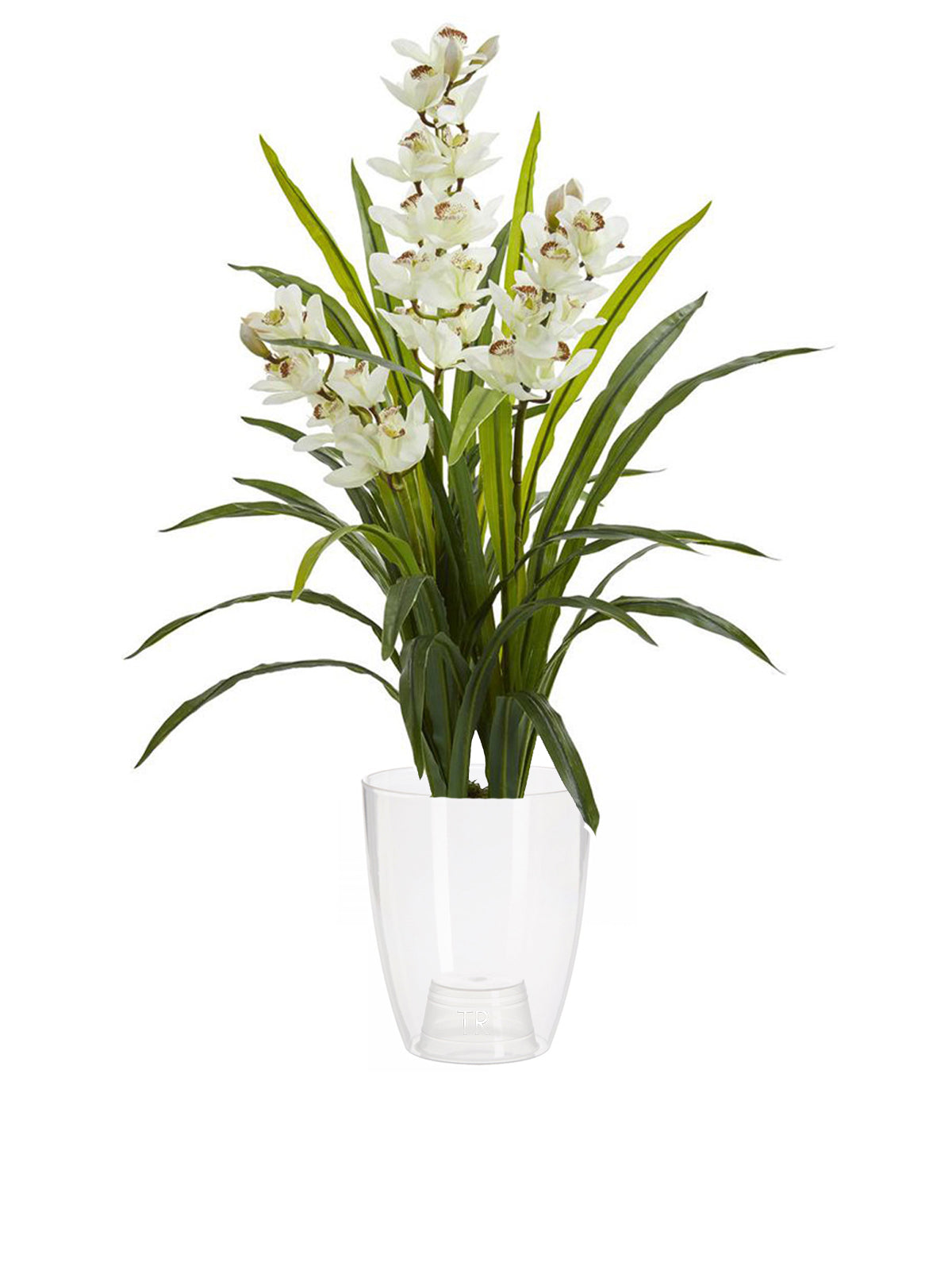 Orchidea Cymbidium grande