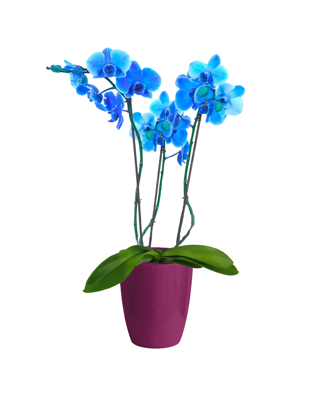 Orchidea Phalaenopsis blu