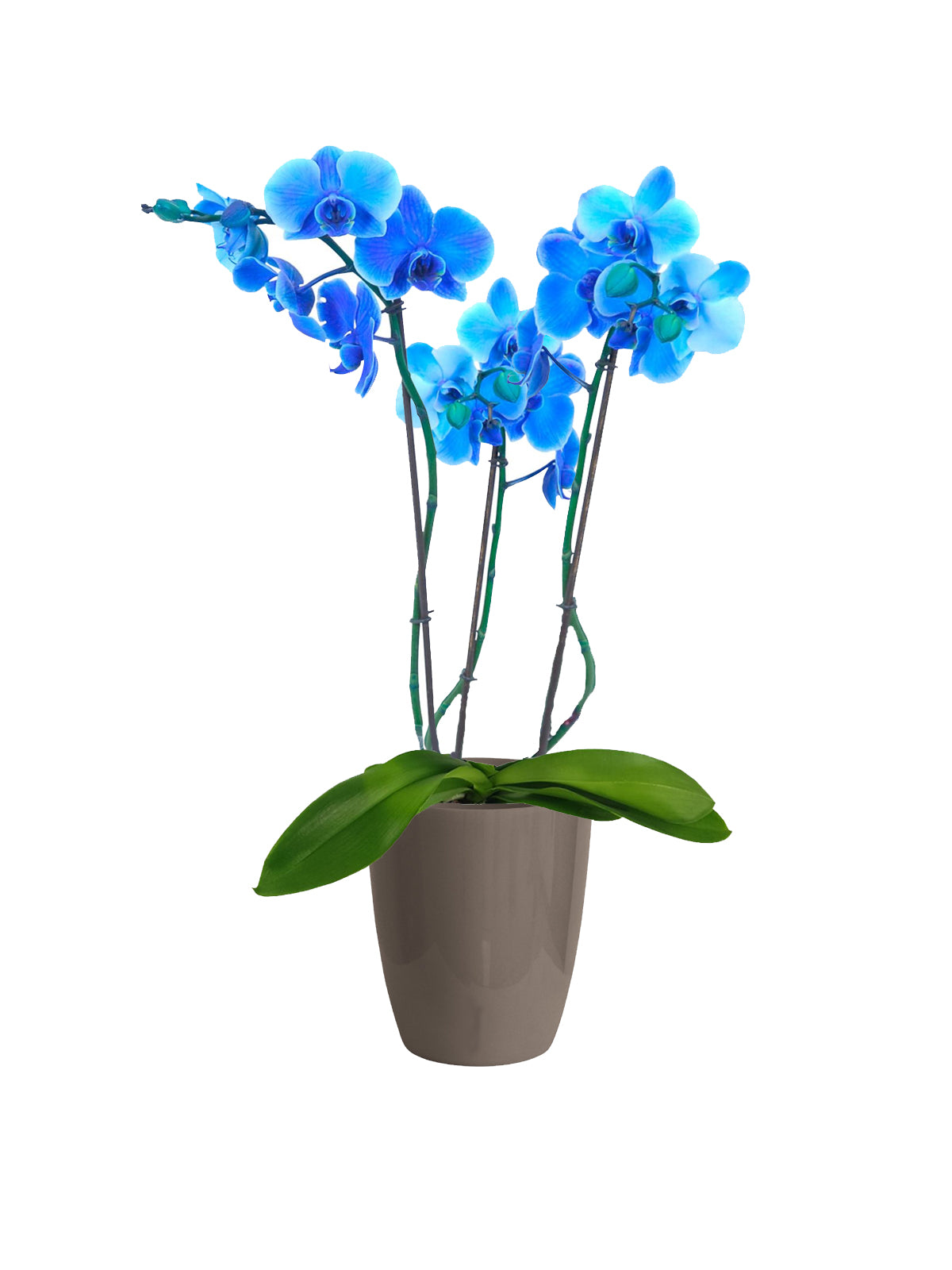 Orchidea Phalaenopsis blu