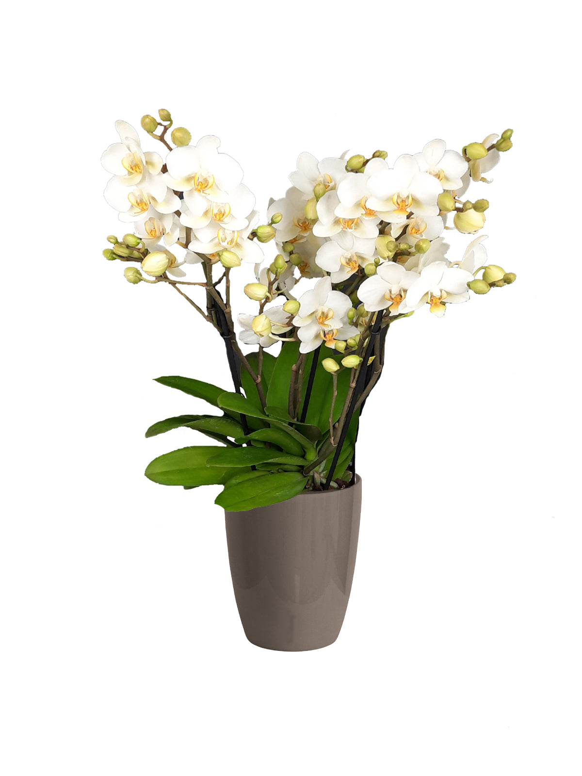 Orchidea Farfalla grande