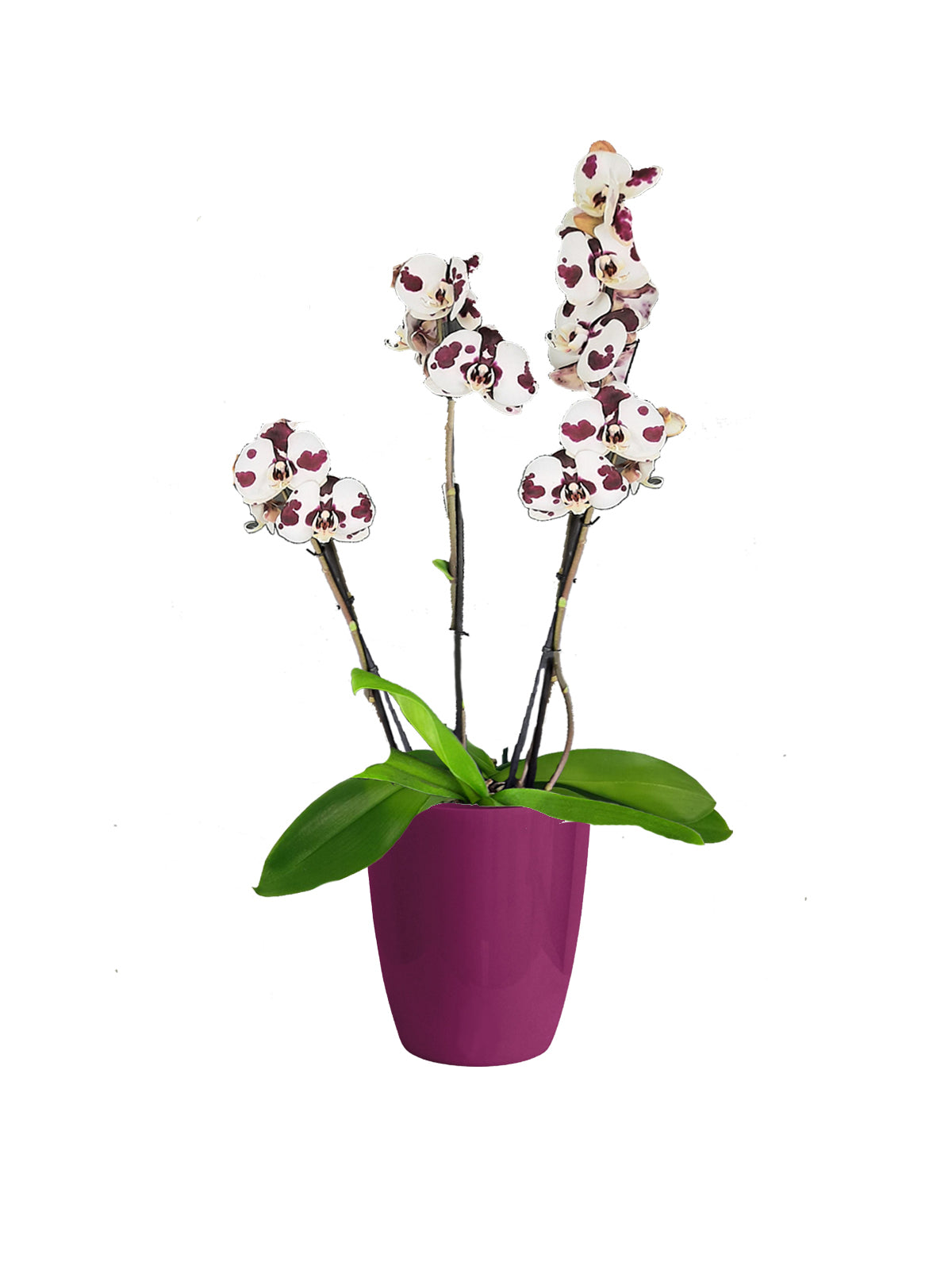 Orchidea Phalaenopsis maculata