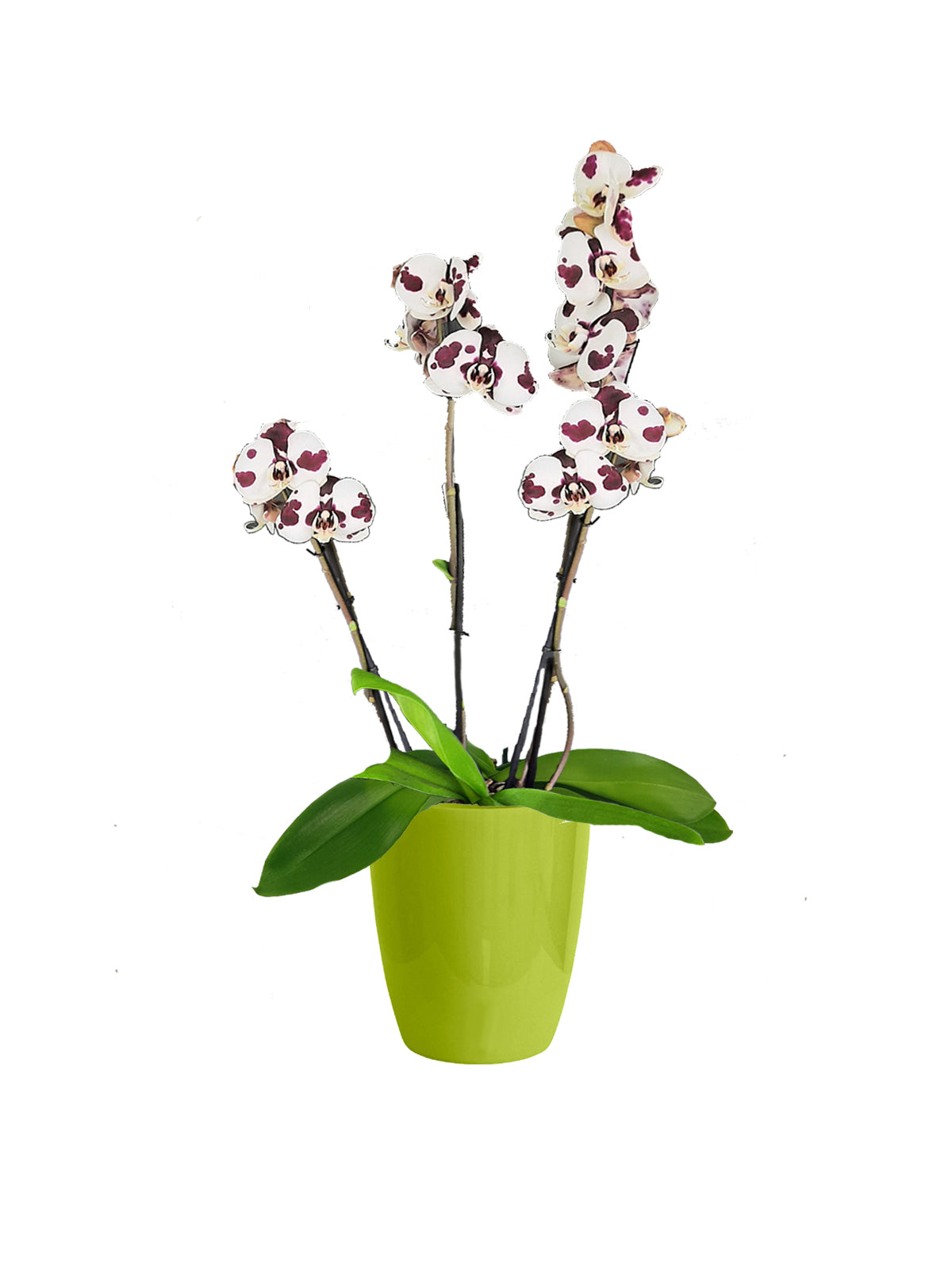 Orchidea Phalaenopsis maculata