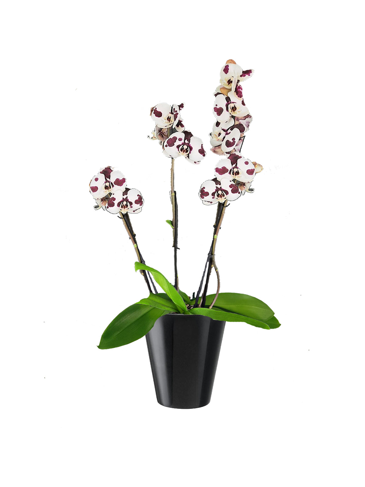 Orchidea Phalaenopsis maculata