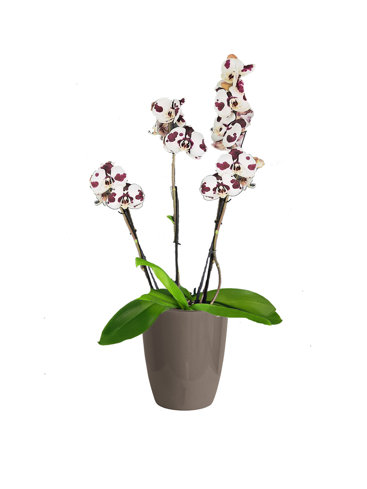 Orchidea Phalaenopsis maculata