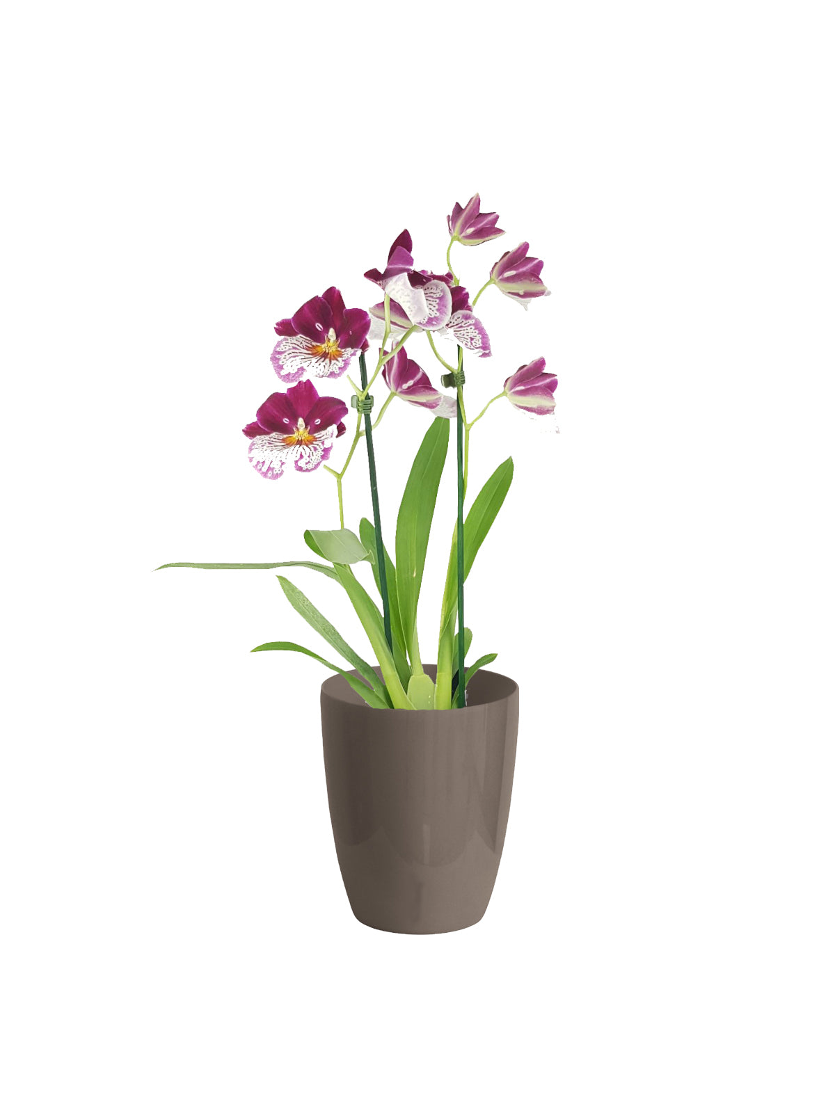 Orchidea Miltonia