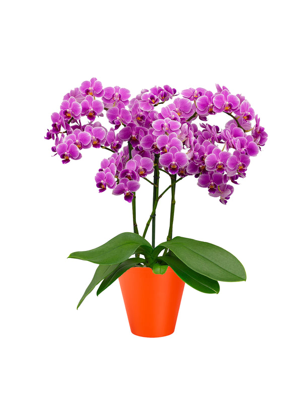 Fiori Finti Per Decorazioni Orchidea Farfalla Viola Fiori Artificiali Per Cimitero, Decorazioni Da Vaso, Vasi Alti,Piante Artificiali Da