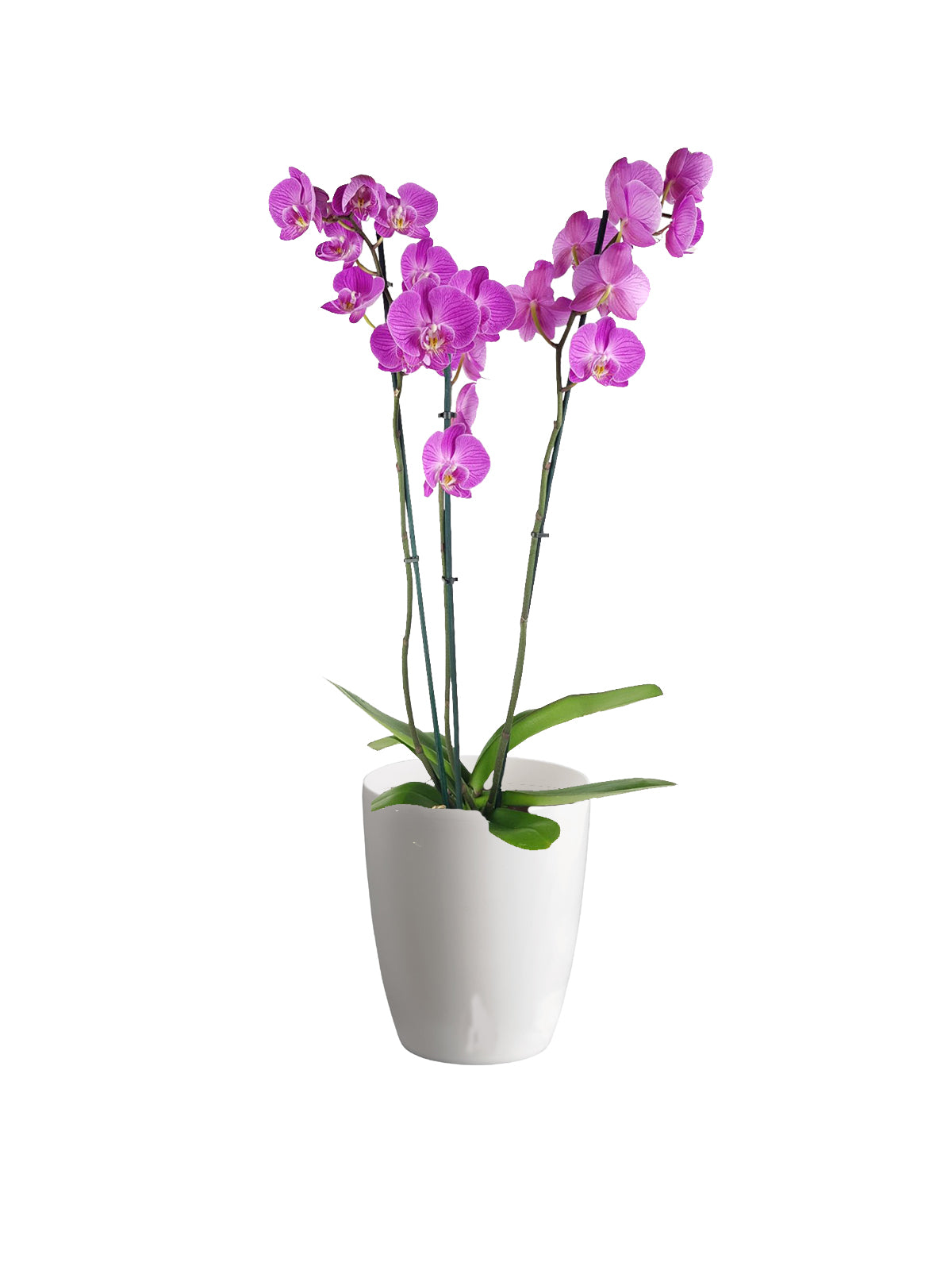 Orchidea Phalaenopsis lilla