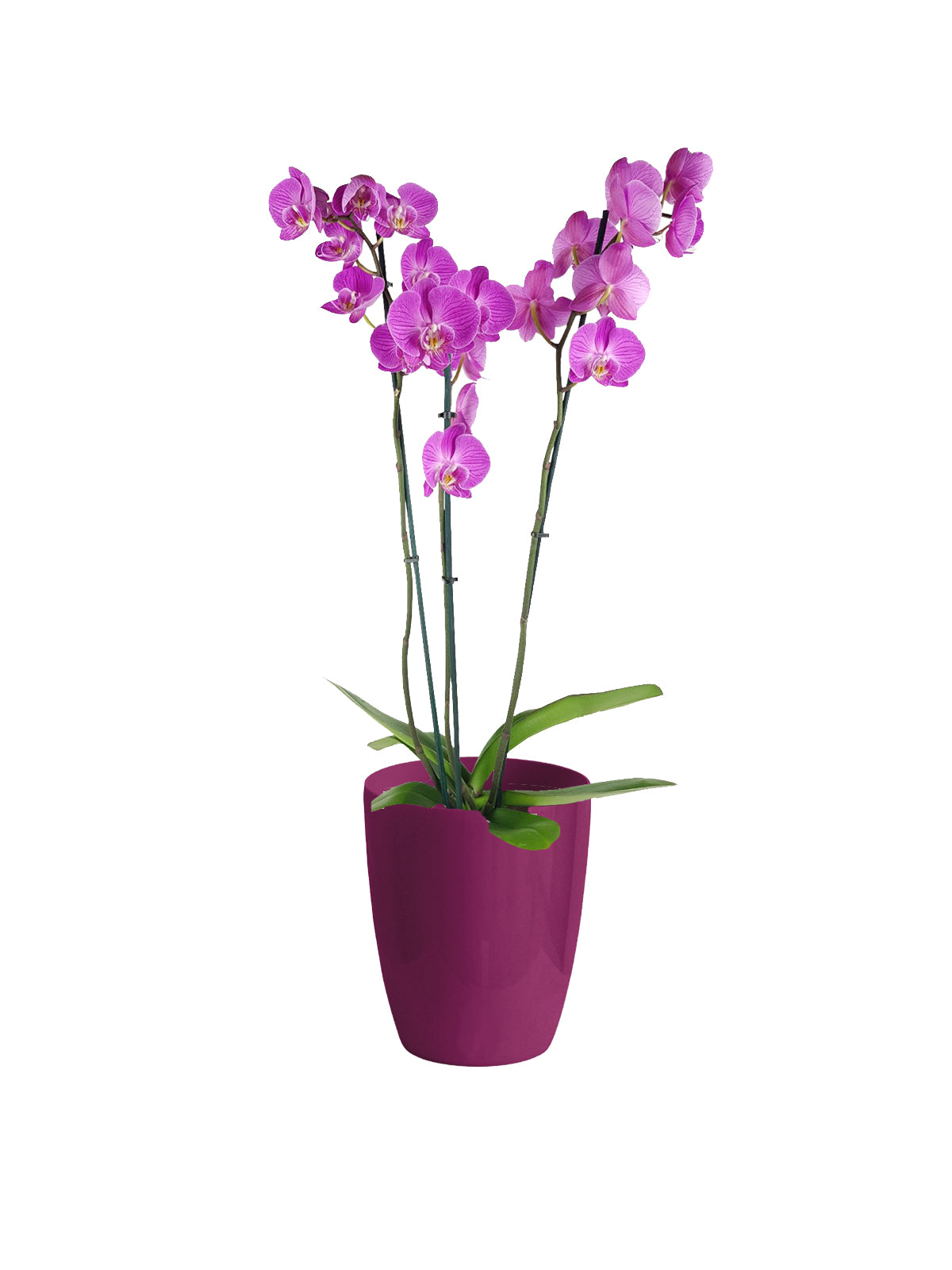 Orchidea Phalaenopsis lilla