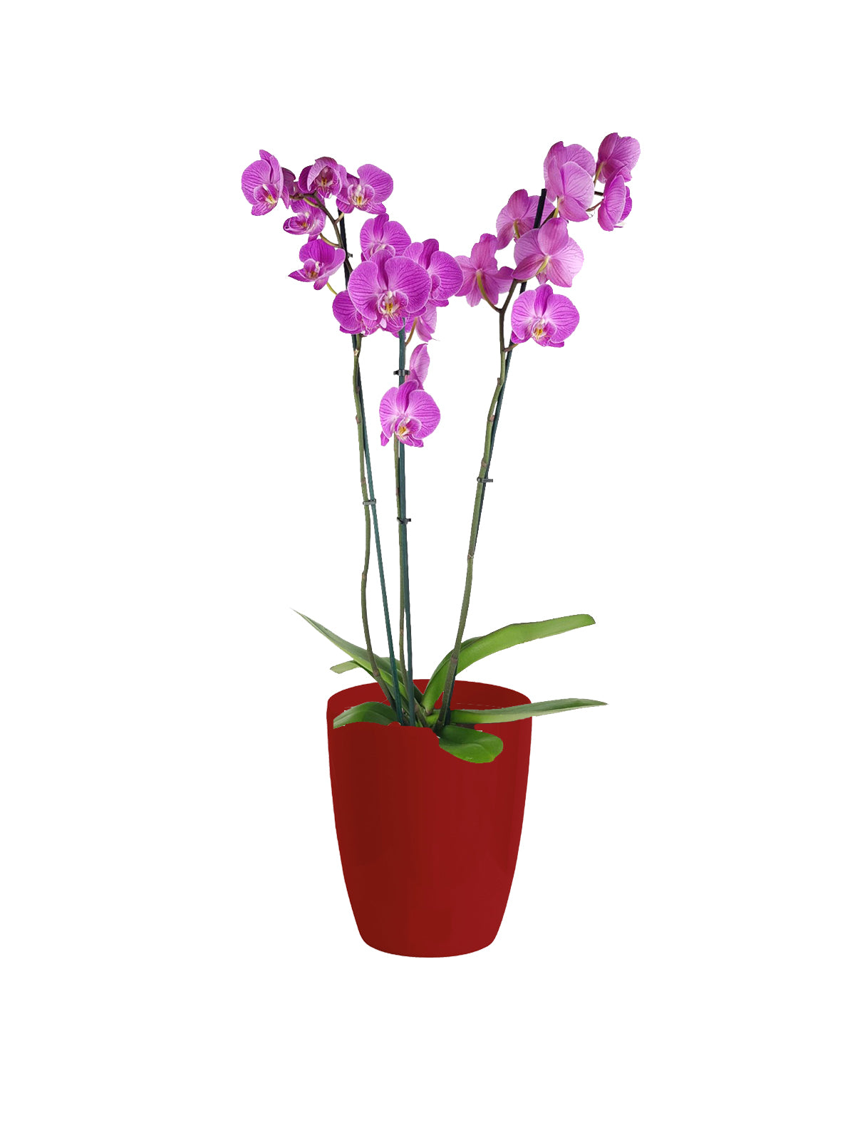 Orchidea Phalaenopsis lilla