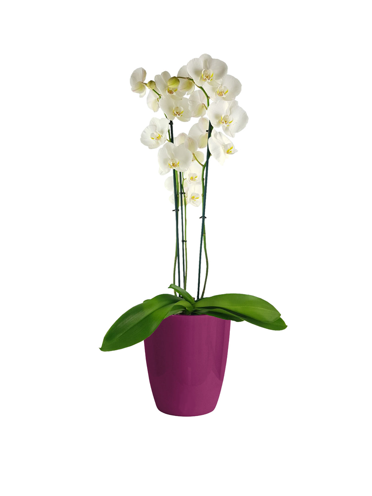 Orchidea Phalaenopsis