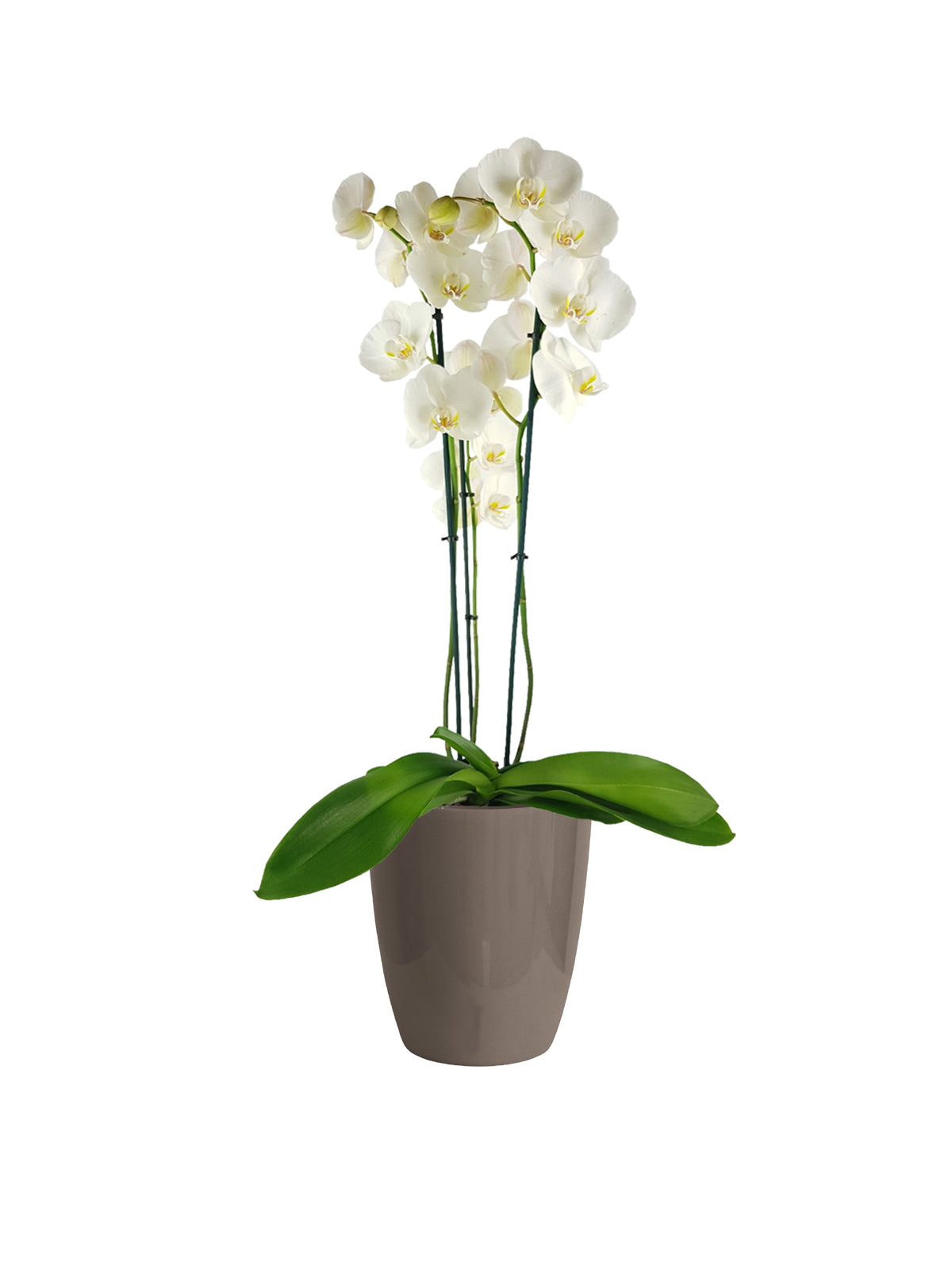 Orchidea Phalaenopsis