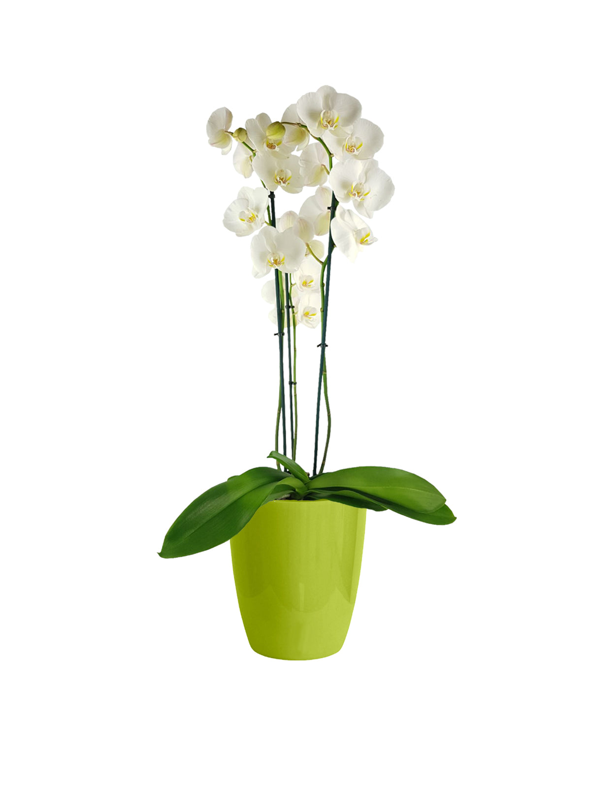 Orchidea Phalaenopsis