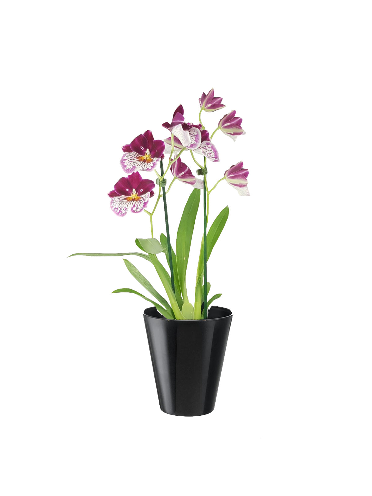 Orchidea Miltonia