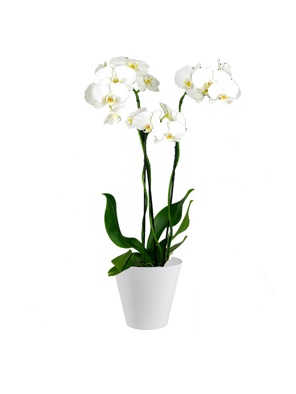 Orchidea Phalaenopsis grande