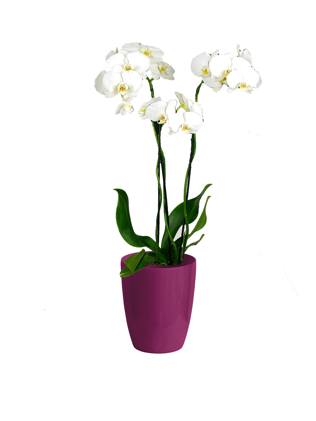 Orchidea Phalaenopsis grande