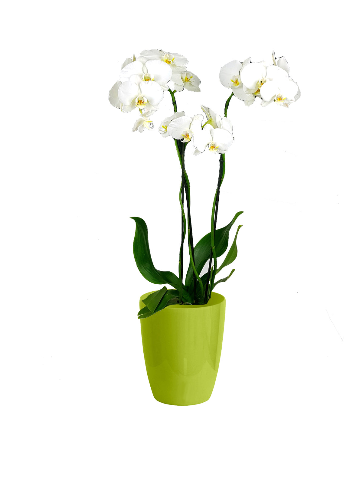 Orchidea Phalaenopsis grande