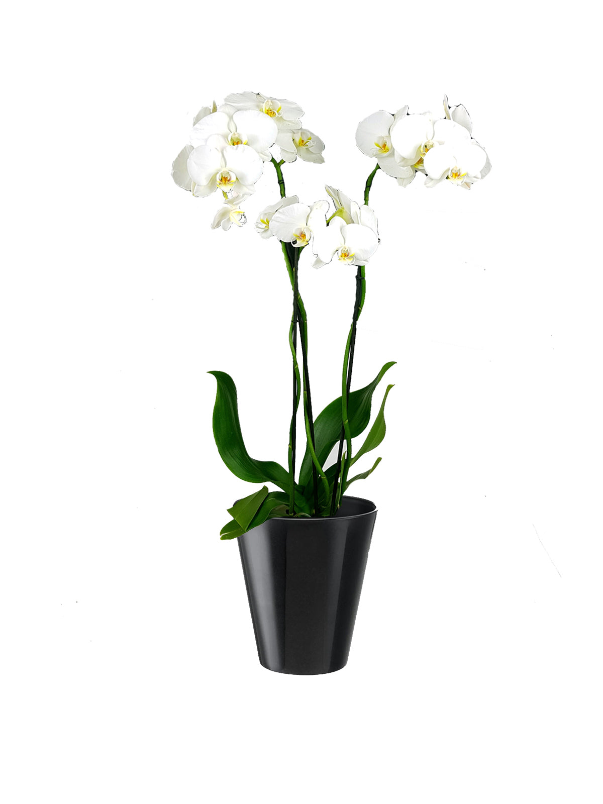 Orchidea Phalaenopsis grande