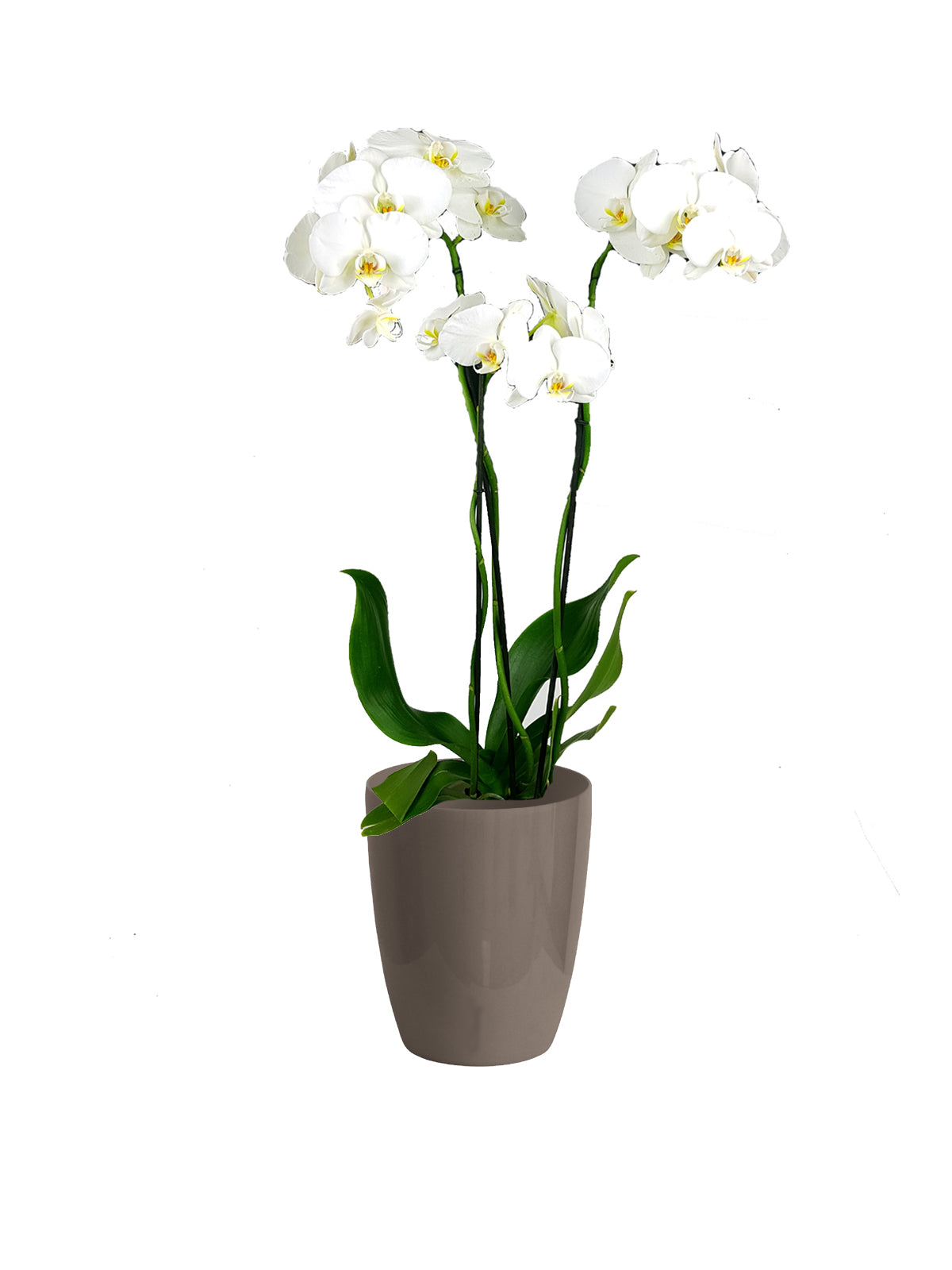 Orchidea Phalaenopsis grande