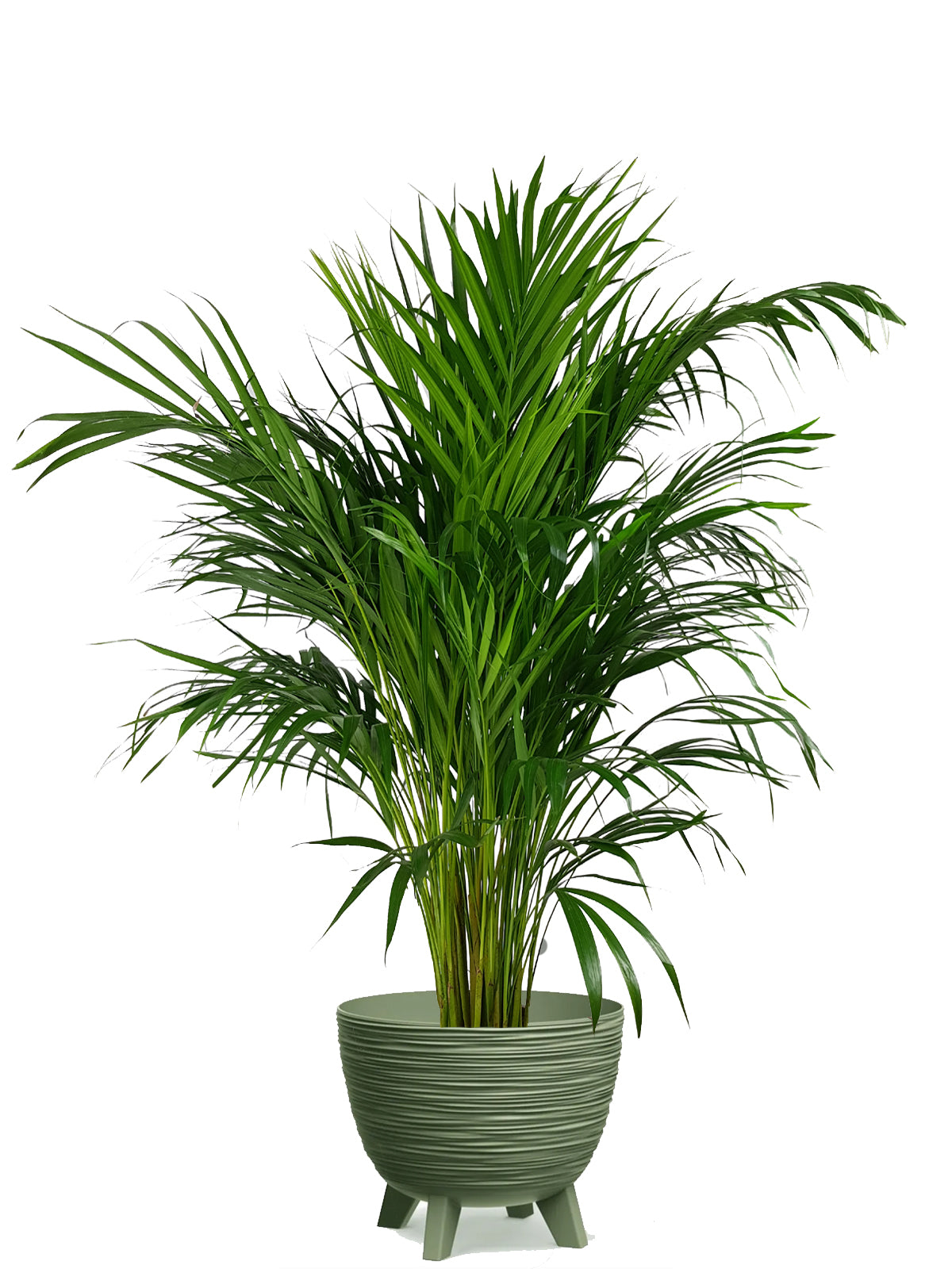 palma areca cura Palma Areca extra